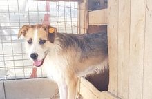 CORRIN, Hund, Mischlingshund in Rumänien - Bild 1