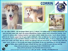 CORRIN, Hund, Mischlingshund in Rumänien - Bild 2