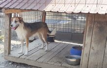 CORRIN, Hund, Mischlingshund in Rumänien - Bild 4