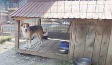 CORRIN, Hund, Mischlingshund in Rumänien - Bild 5