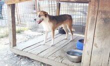 CORRIN, Hund, Mischlingshund in Rumänien - Bild 6