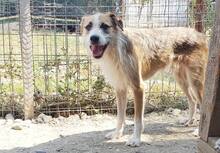 CORRIN, Hund, Mischlingshund in Rumänien - Bild 7