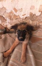 MERICHEL, Hund, Mischlingshund in Spanien - Bild 1