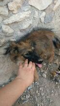 MERICHEL, Hund, Mischlingshund in Spanien - Bild 3