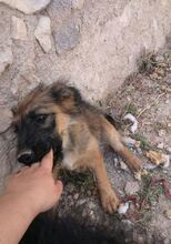 MERICHEL, Hund, Mischlingshund in Spanien - Bild 5