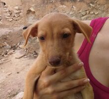 DELICIA, Hund, Mischlingshund in Spanien - Bild 2