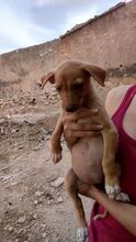 DELICIA, Hund, Mischlingshund in Spanien - Bild 3
