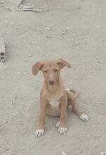 DELICIA, Hund, Mischlingshund in Spanien - Bild 5