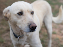 LIAM, Hund, Mischlingshund in Spanien - Bild 1