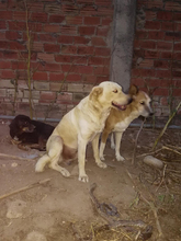 LIAM, Hund, Mischlingshund in Spanien - Bild 10