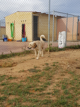 LIAM, Hund, Mischlingshund in Spanien - Bild 11