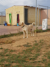 LIAM, Hund, Mischlingshund in Spanien - Bild 12