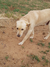 LIAM, Hund, Mischlingshund in Spanien - Bild 13