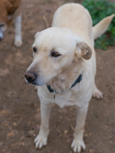 LIAM, Hund, Mischlingshund in Spanien - Bild 2