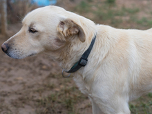 LIAM, Hund, Mischlingshund in Spanien - Bild 3