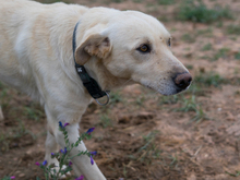 LIAM, Hund, Mischlingshund in Spanien - Bild 4