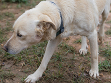 LIAM, Hund, Mischlingshund in Spanien - Bild 5