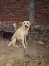 LIAM, Hund, Mischlingshund in Spanien - Bild 6