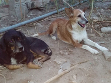 VILMA, Hund, Mischlingshund in Spanien - Bild 11