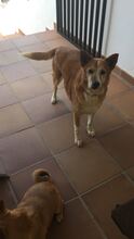 VILMA, Hund, Mischlingshund in Spanien - Bild 14