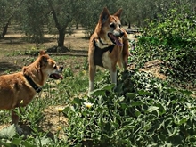 VILMA, Hund, Mischlingshund in Spanien - Bild 16