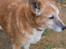 VILMA, Hund, Mischlingshund in Spanien - Bild 7