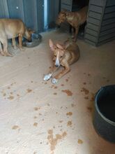 ARAGON, Hund, Podenco in Spanien - Bild 13