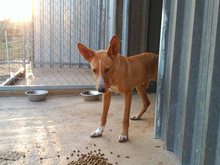 ARAGON, Hund, Podenco in Spanien - Bild 17