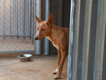 ARAGON, Hund, Podenco in Spanien - Bild 18