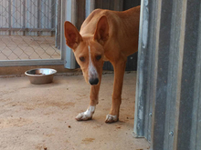 ARAGON, Hund, Podenco in Spanien - Bild 19