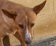 ARAGON, Hund, Podenco in Spanien - Bild 4