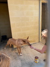 ARAGON, Hund, Podenco in Spanien - Bild 6