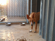 ARAGON, Hund, Podenco in Spanien - Bild 9