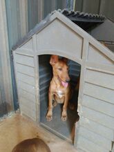 LOTTA, Hund, Podenco in Spanien - Bild 10