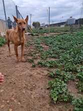 LOTTA, Hund, Podenco in Spanien - Bild 8