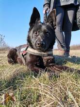 BENCE, Hund, Mischlingshund in Ungarn - Bild 1