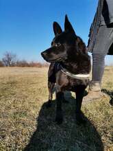BENCE, Hund, Mischlingshund in Ungarn - Bild 3