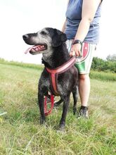 NAGYBOGI, Hund, Mischlingshund in Ungarn - Bild 4