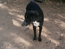 PEPON, Hund, Mischlingshund in Spanien - Bild 10