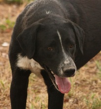 PEPON, Hund, Mischlingshund in Spanien - Bild 3
