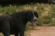 PEPON, Hund, Mischlingshund in Spanien - Bild 4