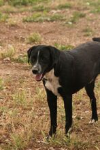 PEPON, Hund, Mischlingshund in Spanien - Bild 5