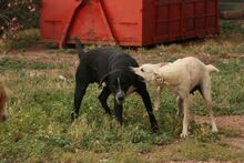 PEPON, Hund, Mischlingshund in Spanien - Bild 6