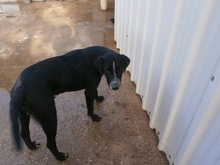 PEPON, Hund, Mischlingshund in Spanien - Bild 9