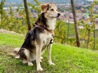 SOLA, Hund, Mischlingshund in Nierstein - Bild 3