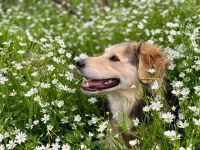 SOLA, Hund, Mischlingshund in Nierstein - Bild 4