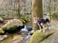 SOLA, Hund, Mischlingshund in Nierstein - Bild 6