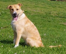 KOSMO, Hund, Mischlingshund in Kronach - Bild 11