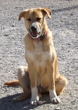 KOSMO, Hund, Mischlingshund in Kronach - Bild 13