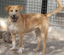 KOSMO, Hund, Mischlingshund in Kronach - Bild 14